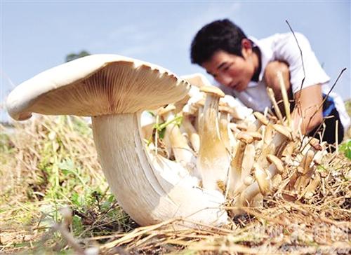柳州野生大蘑菇