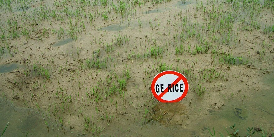 对转基因水稻说不