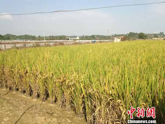 稻鳖模式农田