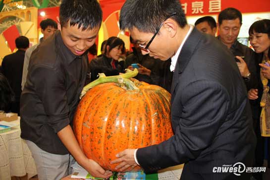 226斤的巨型南瓜，出自志丹县示范园 