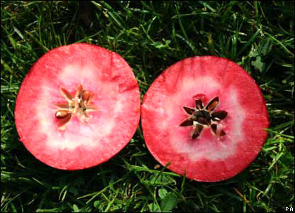 瑞士果树栽培者培育的红色果肉苹果