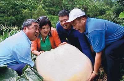 台湾农民种出540斤超级南瓜