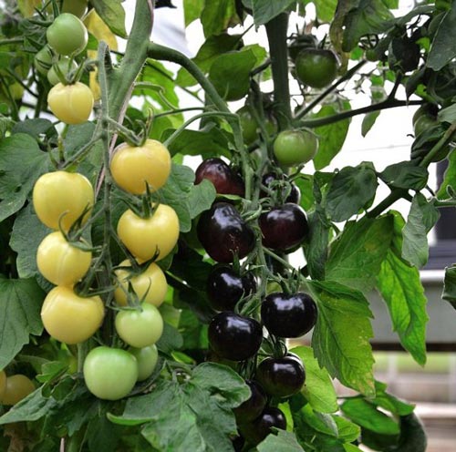 英国园艺师育出同时结出黑白番茄的番茄