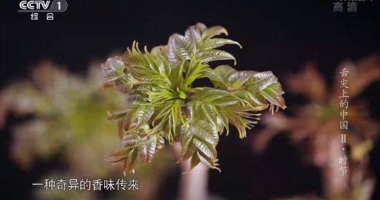 《舌尖上的中国》第二季里最出名的野味：香椿和黄泥拱