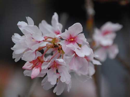 大叶早樱，是樱花五个颜色种之一