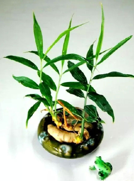 生姜剩菜盆栽