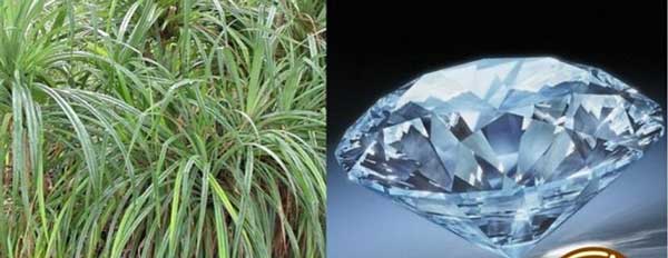 帮助寻找钻石的神奇露兜树属植物被发现