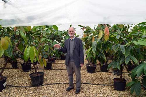 英国雷丁可可检疫中心的园艺家保罗.哈德利，其工作是保护可可树免受病虫害袭击。
