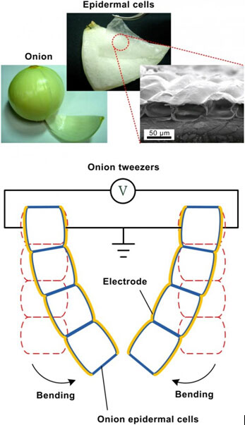 当电流通过电极时，洋葱细胞可以如肌肉般弯曲伸展