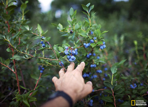 人们正在佛蒙特州的夏洛特浆果农场里手工采摘蓝莓。
