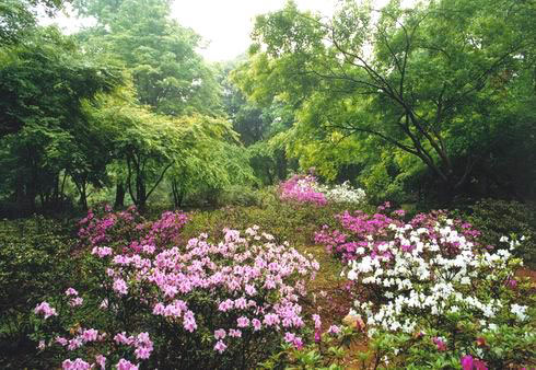 杭州植物园的槭树杜鹃园