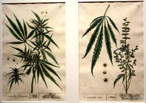 大麻标本
