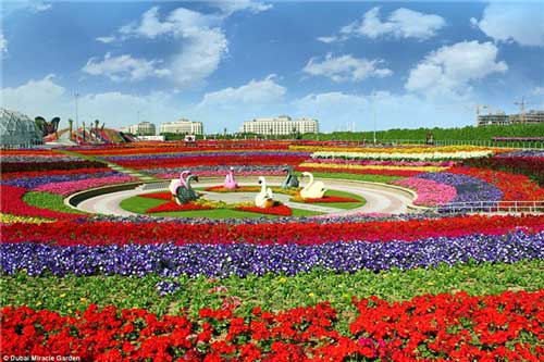 世界上最大的花园—迪拜奇迹花园（Miracle Garden）