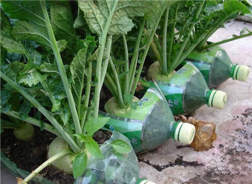 用废弃的塑料瓶自己DIY制作花盆