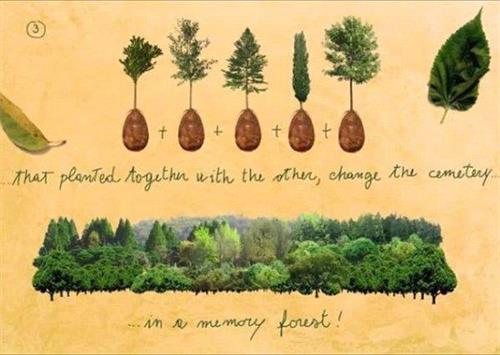 树葬：将墓地变为森林