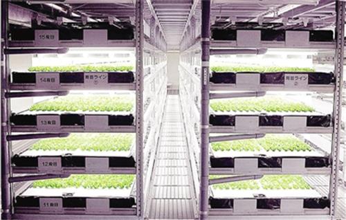 日公司打造无人全机器人蔬菜农场