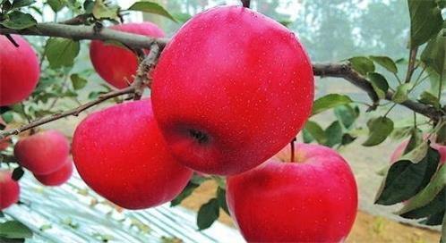 国产苹果新品种瑞阳、瑞雪有望取代红富士