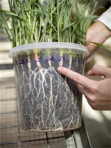 这些透明罐子让Hickey团队能够以前所未有的方式来研究大麦和小麦的根部。