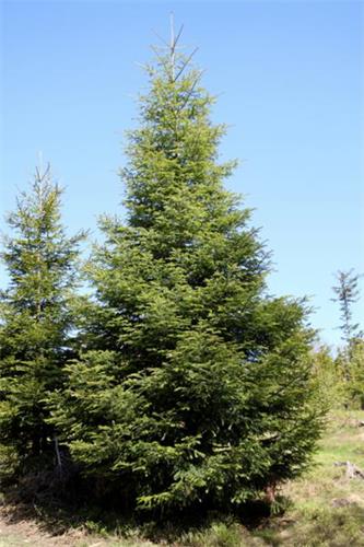 冷杉是最为传统的圣诞树来源。