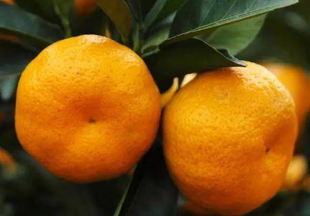 如何区分橘子、橙子、柑子、桔子