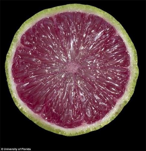美国科学家培育转基因酸橙，使其具有紫色果肉，富含有益于人体健康的花青素。