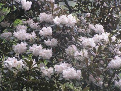 猴头杜鹃（Rhododendron simiarum）
