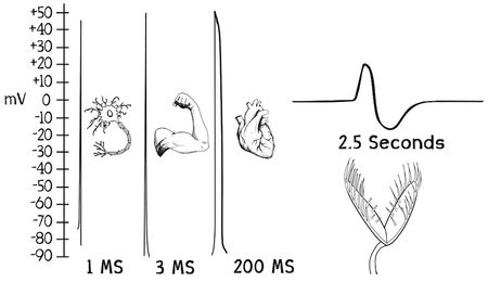 捕蝇草和动物的神经、肌肉组织一样，都能产生动作电位