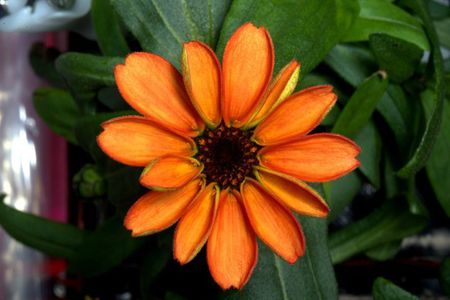 太空百日菊的花瓣发育有少许异常，这可能与密闭、微重力的太空环境有关。