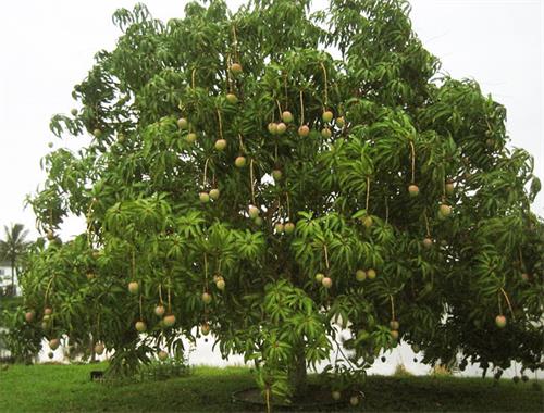 [芒果树在北方能种植吗]芒果树为何被喻为树中硬骨头？