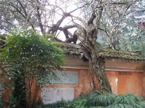 浙江天台山国清寺有“隋梅”一株，有1300多年的高龄，被认为是世界上最老的梅树。