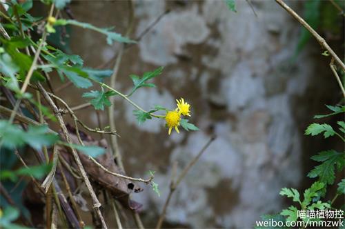 野菊Chrysanthemum indicum广布东北、华北、华中、华南及西南各地。