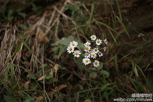 毛华菊 Dendranthema vestitum产河南西部、湖北西部及安徽西部，是菊花另一个祖源。