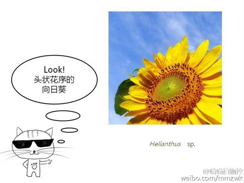 菊科植物向日葵外围似黄色花瓣的是它的舌状花