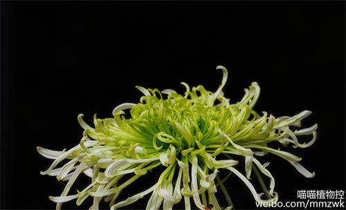 为观赏需要许多菊花品种的管状花已经退化