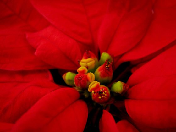 圣诞红顶端的中心位置，可以见到好几颗的大戟花序。花序的内心包藏著一根雌蕊，从里头伸出来的则是带著成熟黄色花粉的雄蕊。至于长在花序边边的黄色嘴巴状物体，就是能够分泌蜜液、吸引传粉动物的腺体了。Photo credit: Antti T. Nissinen @Flickr