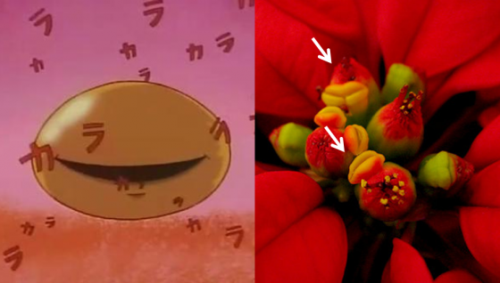 圣诞红的泌蜜腺体，看著跟日本动画《中华一番》钢棍解师父的黄金包子有87%像。左图：动画《中华一番》；右图： Antti T. Nissinen @Flickr