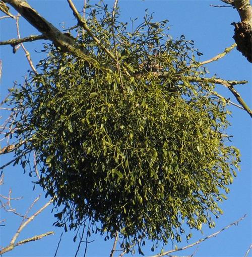 槲寄生（Viscum album）茂盛的悬挂在树上的模样，其实正大快朵颐的吸著宿主的养分和水分。Photo credit: Pauline Eccles