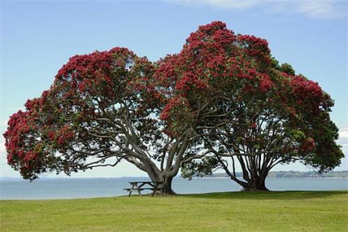 生长在纽西兰北岛海岸的纽西兰圣诞树，高铁心木（Metrosideros excelsa）。Photo credit: Wikipedia