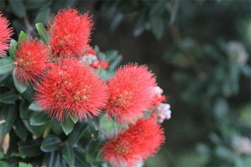 纽西兰圣诞树的花序，长长的红色雄蕊成簇，相当漂亮。