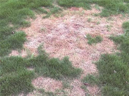 病害导致的草坪斑枯症状