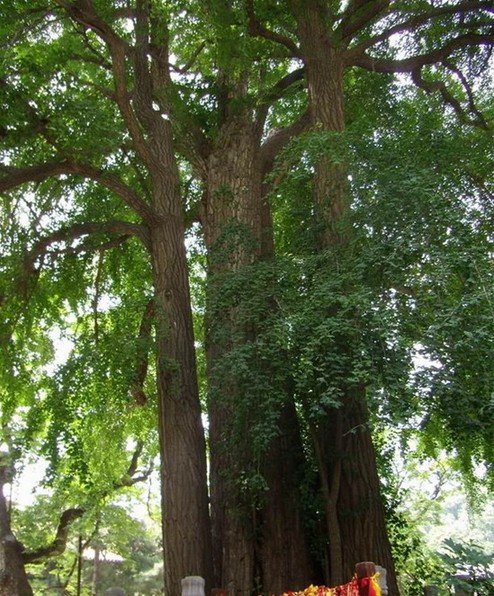 帝王树--位于北京门头沟区潭柘寺内