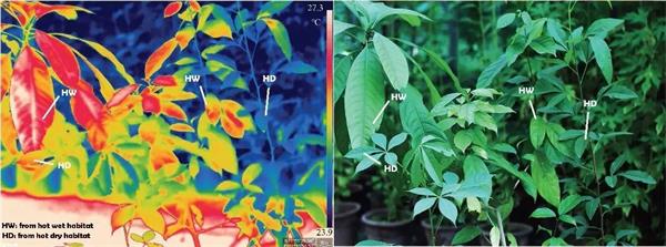 图1 相同环境下，干热河谷植物（HD）和热带雨林植物（HW）的叶片红外温度图像和可见光图像（Lin 等，2017）。