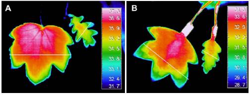 图2 不同形状的人工叶片（无蒸腾，内部加热）的红外温度图像(Stroke等,2006)。