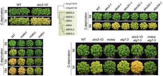 ATG8-ABS3调控植物衰老的作用模型