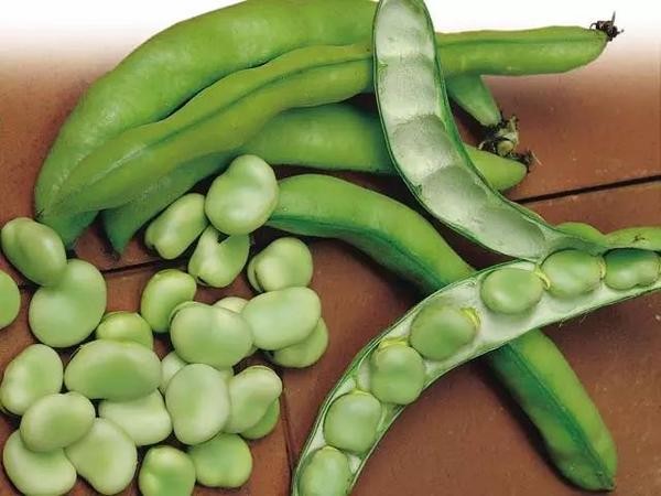 蚕豆胖胖的果荚，和里面包裹着的更加憨态可掬的蚕豆。图片：mckenzieseeds.com