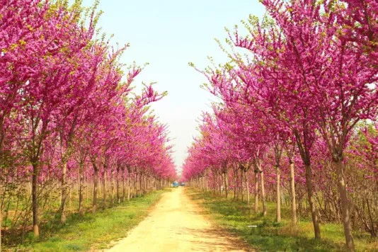 ‘四季春1号’ 紫荆树