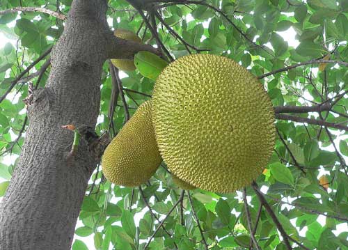 世界上最大的水果—菠萝蜜