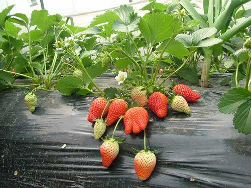 草莓熟得早