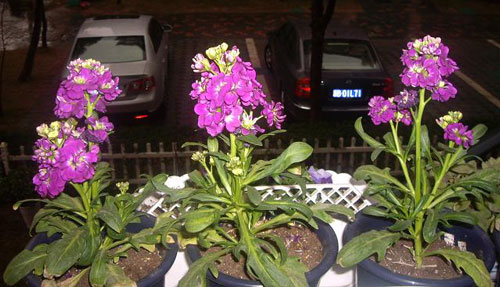 紫罗兰盆栽