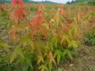 秋季花卉-鸡爪槭